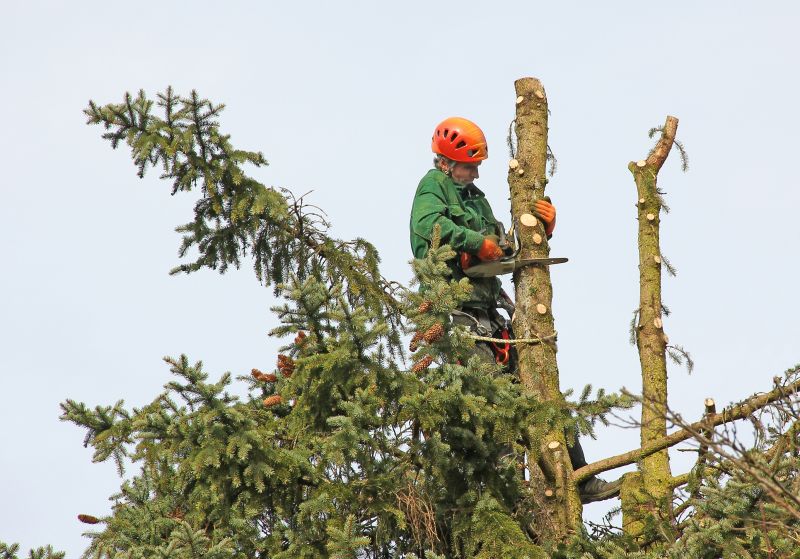 Cypress Tree Trimming in Pottstown, PA