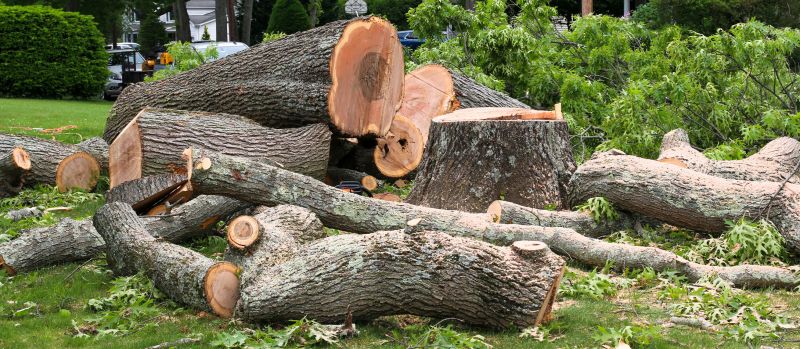Apple Tree Removal in San Jose, CA