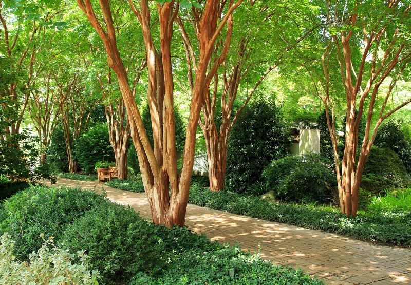 Crape Myrtle Pruning in Rockwall, TX