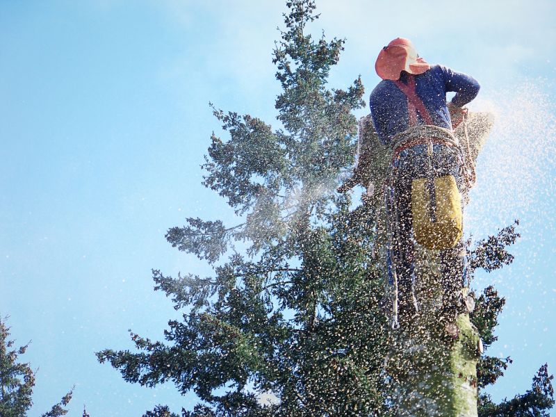 Emergency Tree Removal in Doylestown, PA