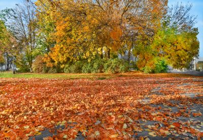 Fall Leaf Landscape Care