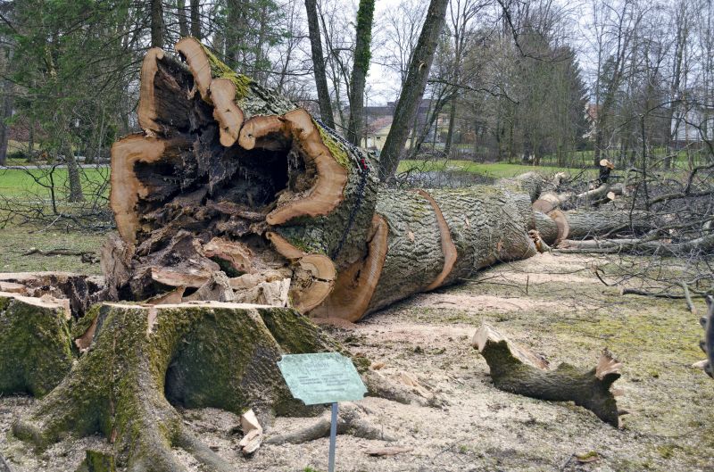 Uprooted Tree in Park