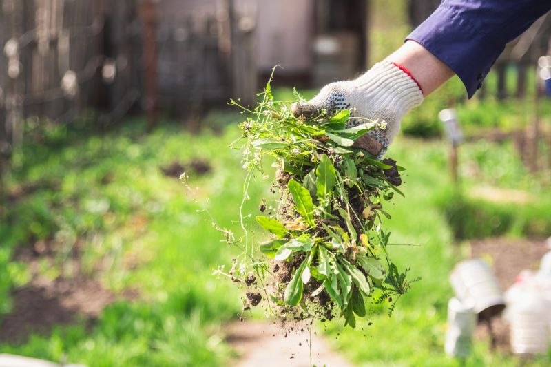 Flower Bed Weeding Service in Honolulu, HI
