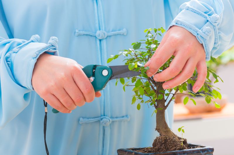Juniper Trimming in Rockwall, TX