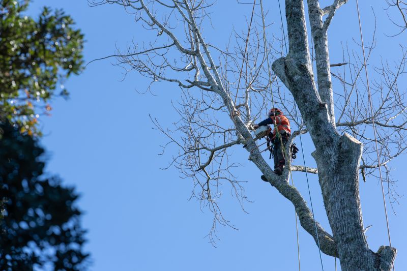 Oak Tree Pruning in Pottstown, PA