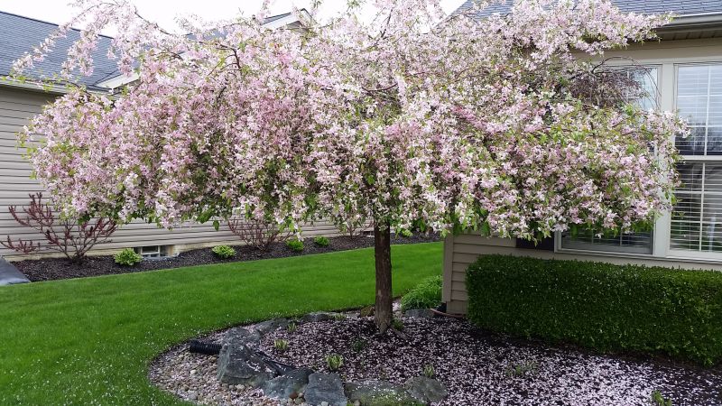 Peach Tree Pruning in Allentown, PA