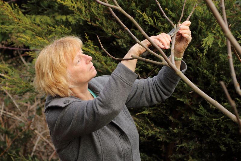 Pear Tree Pruning in Pottstown, PA