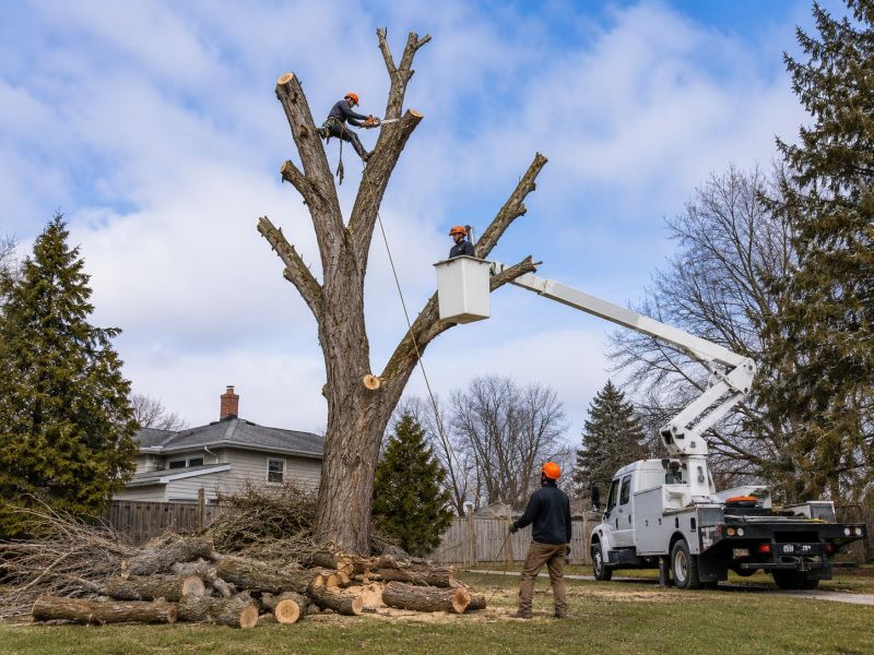 Spruce Tree Removal in Aiken, SC