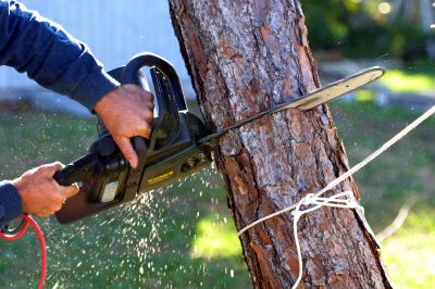 Tree Service in Montgomery County, PA