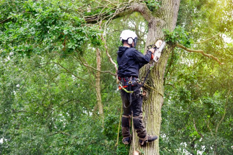 Arborist Performing Trimming