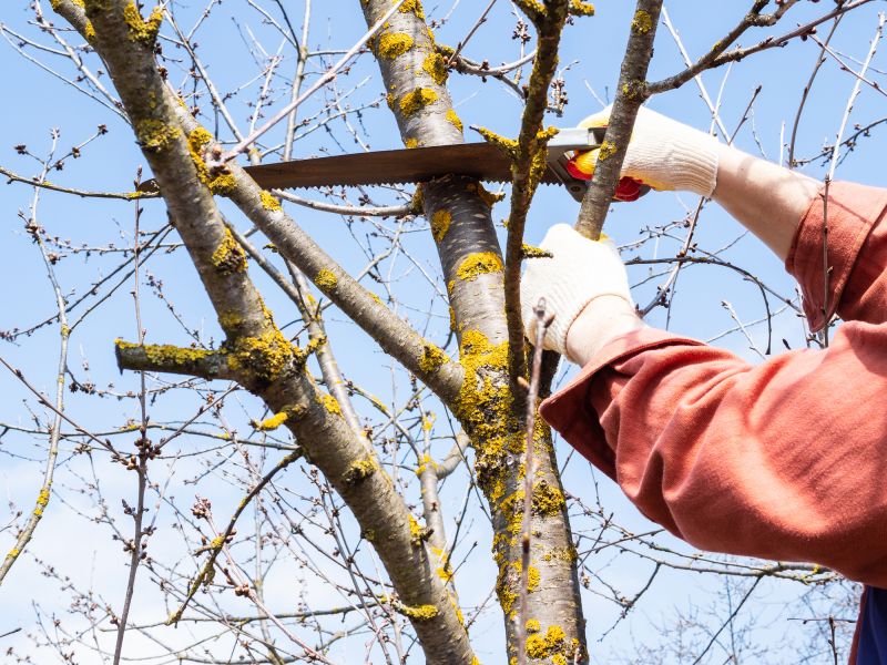 Professional Tree Trimming in Action