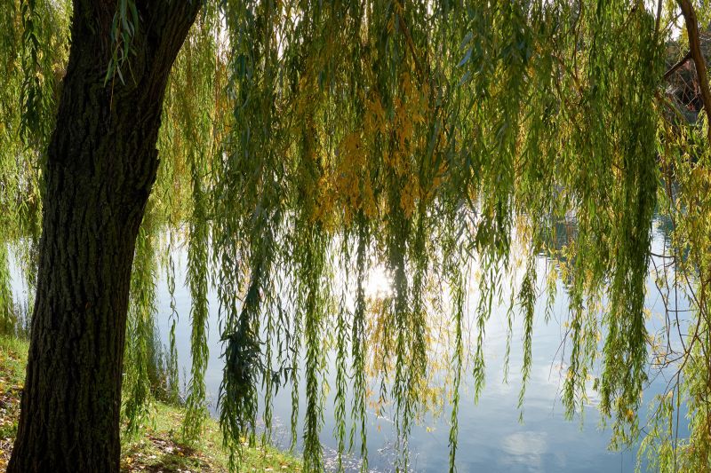 Willow Tree Trimming