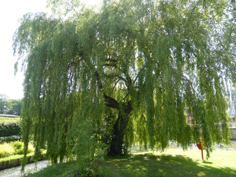 Decorative Willow Branches